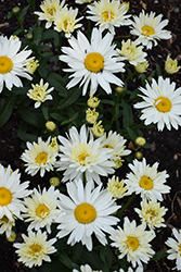 Cream Puff Shasta Daisy (Leucanthemum x superbum 'Cream Puff') at Lakeshore Garden Centres