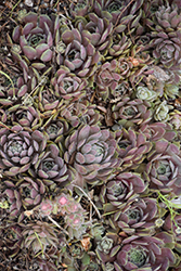 Pacific Blue Ice Hens And Chicks (Sempervivum 'Pacific Blue Ice') at Lakeshore Garden Centres