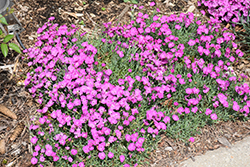 Paint The Town Fuchsia Pinks (Dianthus 'Paint The Town Fuchsia') at Stonegate Gardens