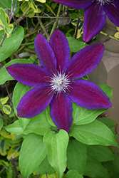 Wildfire Clematis (Clematis 'Wildfire') at Lakeshore Garden Centres