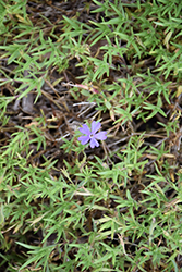 Violet Pinwheels Phlox (Phlox 'Violet Pinwheels') at Stonegate Gardens