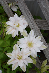 Andromeda Clematis (Clematis 'Andromeda') at A Very Successful Garden Center
