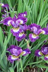 Contrast In Styles Siberian Iris (Iris sibirica 'Contrast In Styles') at A Very Successful Garden Center