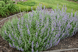 Walker's Low Catmint (Nepeta x faassenii 'Walker's Low') at The Mustard Seed