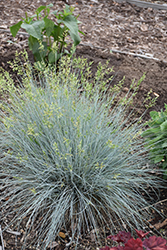 Blue Whiskers Blue Fescue (Festuca glauca 'Blue Whiskers') at A Very Successful Garden Center
