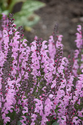 Color Spires Pink Dawn Sage (Salvia 'Pink Dawn') at A Very Successful Garden Center