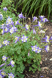 Songbird Blue Jay Columbine (Aquilegia 'Blue Jay') at A Very Successful Garden Center