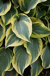 First Frost Hosta (Hosta 'First Frost') at The Mustard Seed