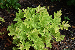 Twist of Lime Coral Bells (Heuchera 'Twist of Lime') at Lakeshore Garden Centres