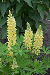 Mini Gallery Yellow Lupine (Lupinus 'Mini Gallery Yellow') at A Very Successful Garden Center