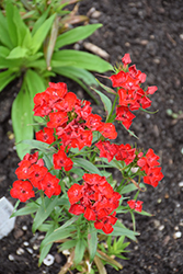 Scarlet Fever Sweet William (Dianthus barbatus 'Scarlet Fever') at Lakeshore Garden Centres