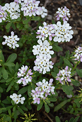 Candy Ice Candytuft (Iberis sempervirens 'Candy Ice') at Lakeshore Garden Centres
