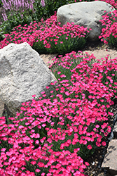Paint The Town Magenta Pinks (Dianthus 'Paint The Town Magenta') at Lakeshore Garden Centres