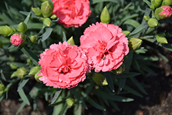Fruit Punch Classic Coral Pinks (Dianthus 'Classic Coral') at Stonegate Gardens