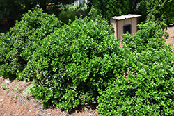 Castle Wall Meserve Holly (Ilex x meserveae 'Heckenstar') at A Very Successful Garden Center