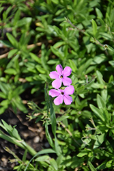 Pink Minuet Garden Phlox (Phlox 'Pink Minuet') at A Very Successful Garden Center