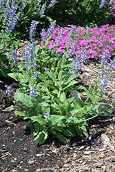 Color Spires Azure Snow Sage (Salvia 'Azure Snow') at A Very Successful Garden Center