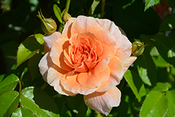 At Last Rose (Rosa 'HORCOGJIL') at Stonegate Gardens