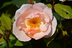 Peachy Knock Out Rose (Rosa 'Radgor') at Lakeshore Garden Centres