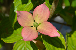 Rosy Teacups Flowering Dogwood (Cornus 'KN30-8') at A Very Successful Garden Center