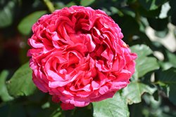 Pink Traviata Rose (Rosa 'Meitravia') at Lakeshore Garden Centres