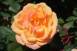 About Face Rose (Rosa 'About Face') at Stonegate Gardens