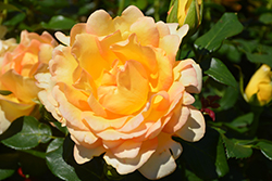 Gold Struck Rose (Rosa 'Gold Struck') at A Very Successful Garden Center