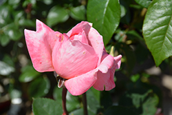 Sweet Mademoiselle Rose (Rosa 'MEInostair') at Lakeshore Garden Centres