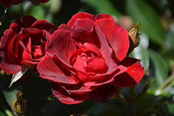 Brick House Rose (Rosa 'Meitraligh') at Lakeshore Garden Centres