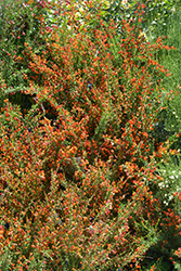 Lena Scotch Broom (Cytisus 'Lena') at A Very Successful Garden Center