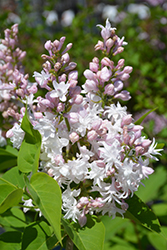 Beauty of Moscow Lilac (Syringa vulgaris 'Beauty of Moscow') at A Very Successful Garden Center