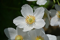 Windflower (Anemone sylvestris) at The Mustard Seed