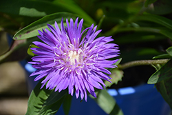 Honeysong Purple Aster (Stokesia laevis 'Honeysong Purple') at Stonegate Gardens