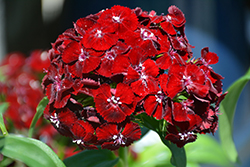 Sweet Black Cherry Sweet William (Dianthus barbatus 'PAS905052') at A Very Successful Garden Center