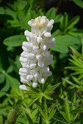 Gallery White Lupine (Lupinus 'Gallery White') at Stonegate Gardens
