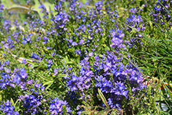 Goldwell Creeping Speedwell (Veronica prostrata 'Goldwell') at A Very Successful Garden Center