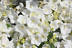 Pearl White Bellflower (Campanula carpatica 'Pearl White') at Lakeshore Garden Centres
