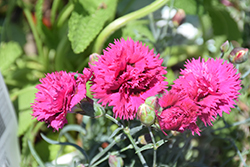 Fruit Punch Spiked Punch Pinks (Dianthus 'Spiked Punch') at A Very Successful Garden Center