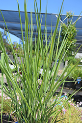 Cloud Nine Switch Grass (Panicum virgatum 'Cloud Nine') at Lakeshore Garden Centres