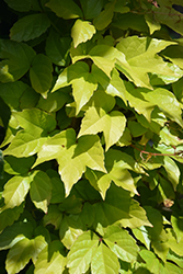 Fenway Park Boston Ivy (Parthenocissus tricuspidata 'Fenway Park') at A Very Successful Garden Center