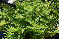 Robust Male Fern (Dryopteris x complexa) at A Very Successful Garden Center