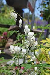 White Bleeding Heart (Dicentra spectabilis 'Alba') at The Mustard Seed