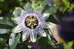 Clear Sky Passion Flower (Passiflora 'Clear Sky') at A Very Successful Garden Center