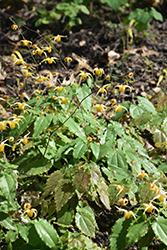 Akane Barrenwort (Epimedium x omeiense 'Akane') at A Very Successful Garden Center