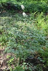 Misty Blue White Baneberry (Actaea pachypoda 'Misty Blue') at A Very Successful Garden Center