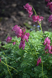 King of Hearts Bleeding Heart (Dicentra 'King of Hearts') at The Mustard Seed