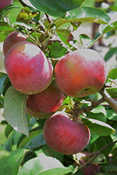 Idared Apple (Malus 'Idared') at A Very Successful Garden Center