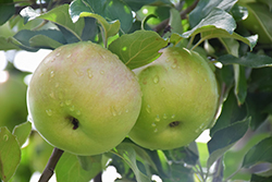 Ontario Apple (Malus 'Ontario') at A Very Successful Garden Center