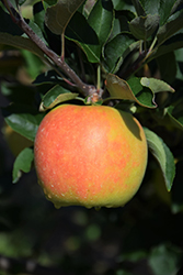 Ambrosia Apple (Malus 'Ambrosia') at A Very Successful Garden Center