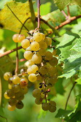 LaCrescent Grape (Vitis 'LaCrescent') at A Very Successful Garden Center